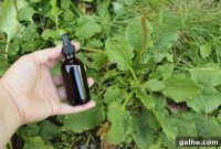 Plantain Leaf Tincture Guide: Uses, Benefits & How to Make It
