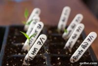 How to Speed Up Pepper Seed Germination for Faster Sprouts