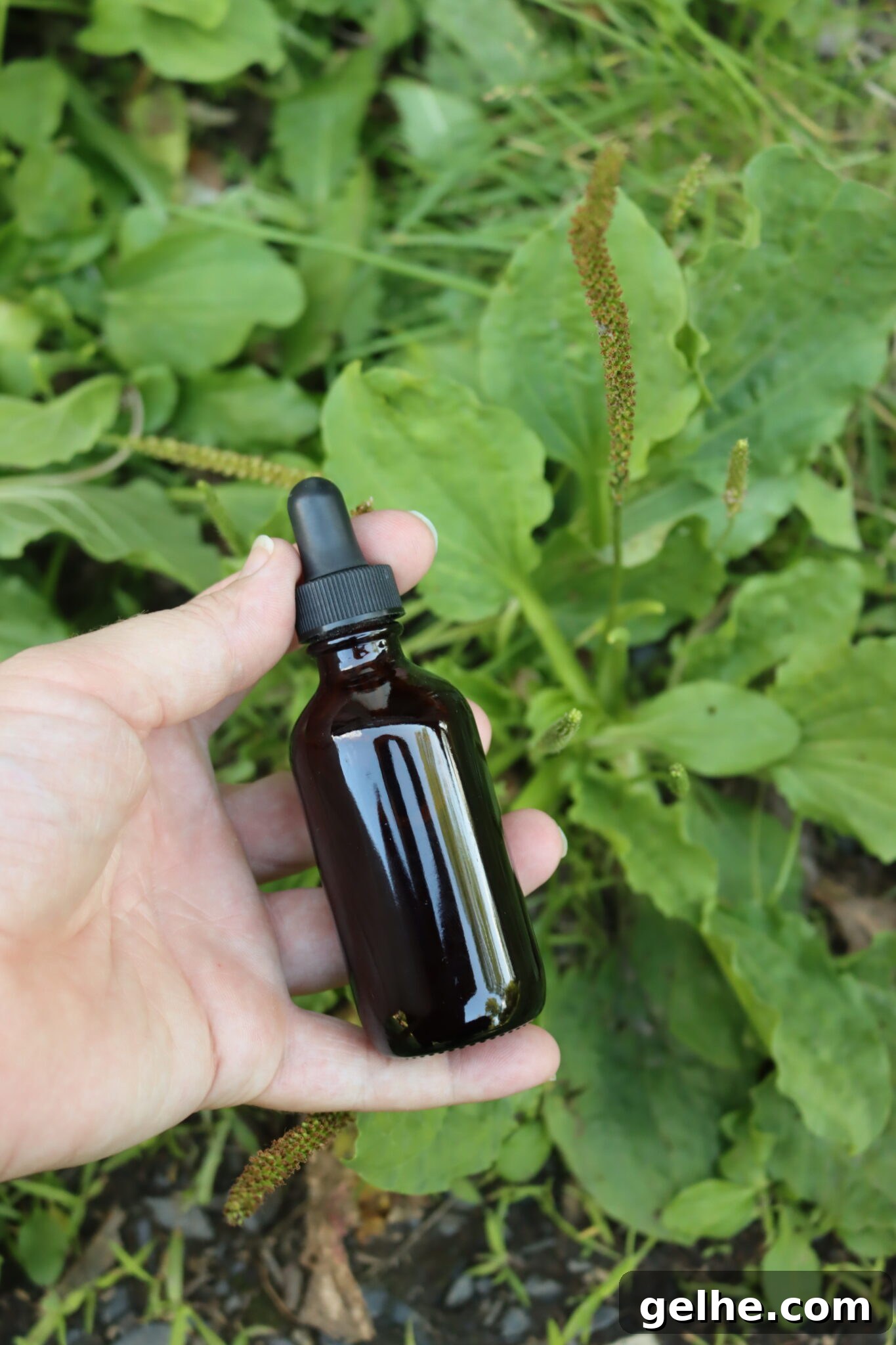 Plantain Leaf Tincture Guide: Uses, Benefits & How to Make It 3 Plantain Tincture
