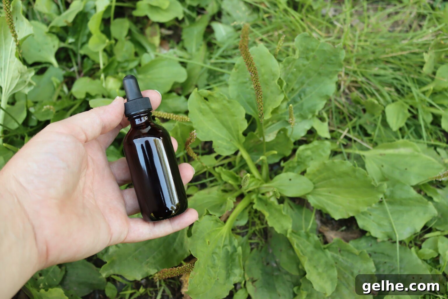 Plantain Leaf Tincture Guide: Uses, Benefits & How to Make It 4 Plantain Tincture