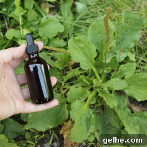 Plantain Tincture