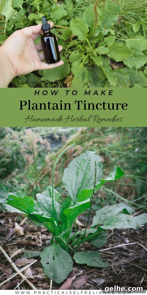 Plantain Leaf Tincture Guide: Uses, Benefits & How to Make It 6 Homemade Plantain Tincture