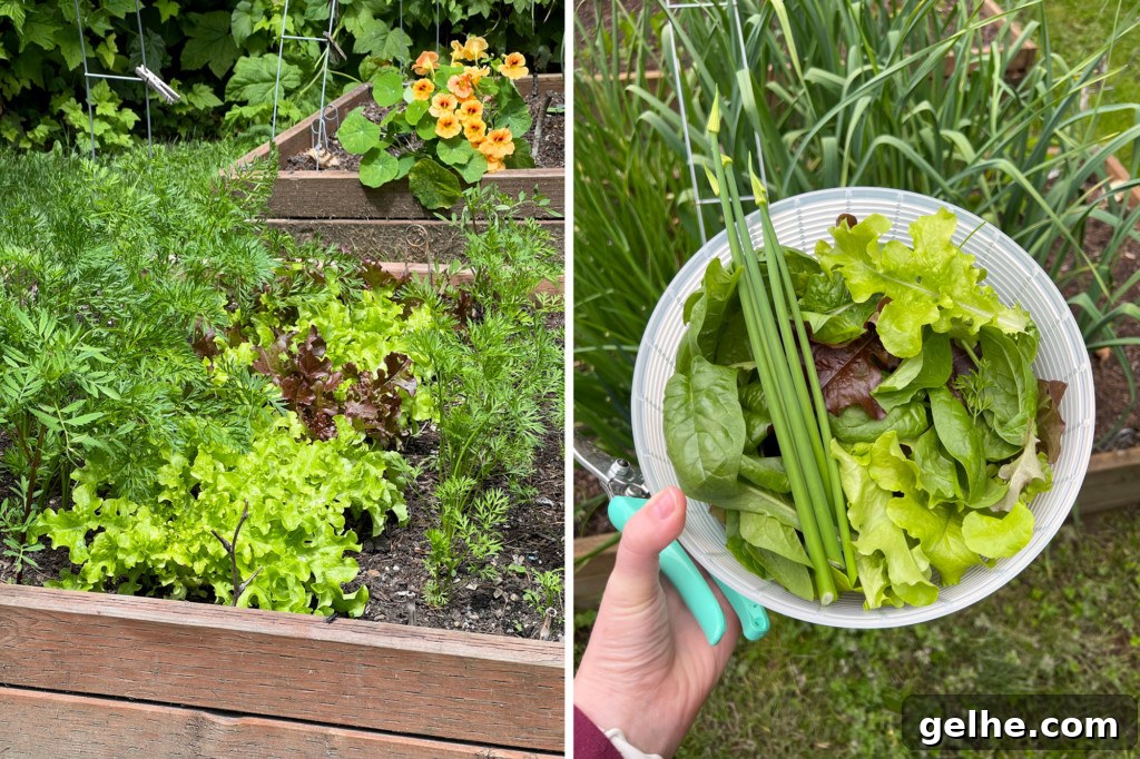 Chicken Bacon Ranch Salad Recipe: Creamy, Crunchy Weeknight Favorite 3 salad greens growing in a garden and harvested in a bowl.