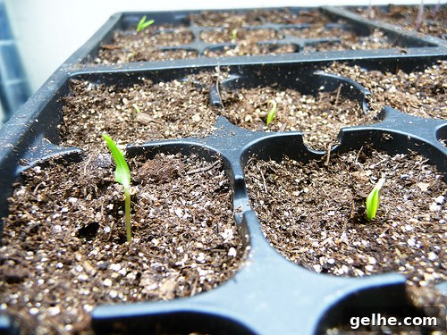 Chilli Pepper Germination