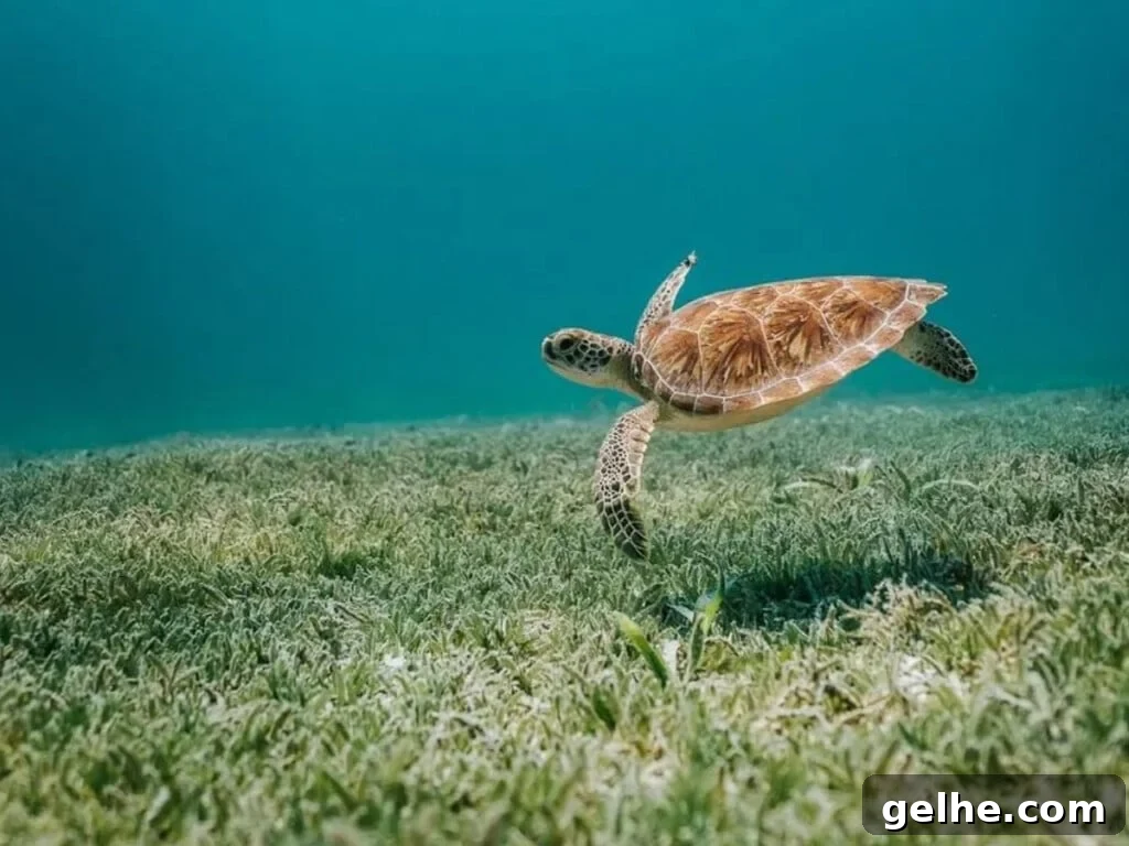 A green sea turtle.