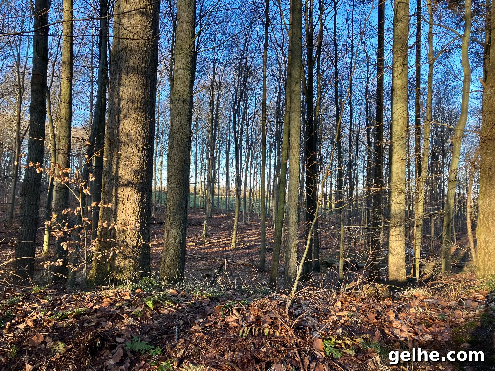 Woods in Denmark.