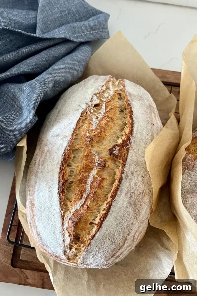 No-Knead Rustic Sourdough Bread Recipe 2 Loaf of rustic sourdough bread sitting in a piece of parchment paper on a wooden board. There is a blue dish towel on the left and you can see the edge of a second loaf of sourdough on the right.